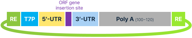 In vitro transcription용 mRNA 제작을 위한 ㈜알엔에이팜 mRNA 제조용 벡터 DNA